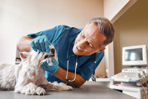 Best Emergency Dental Care for Abscessed Tooth in Mills, WY